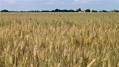 عاجل | وجود أزمة في توفير القمح بمختلف المحافظات.. الحكومة ترد