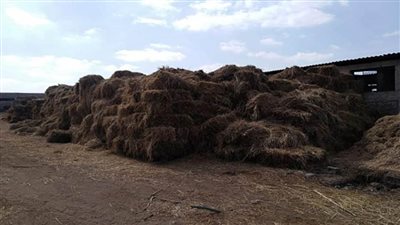 الزراعة: تجميع 356 ألف طن من قش الأرز من 306 مراكز تجميع بالمحافظات (صور)