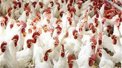 استقرار أسعار الدواجن اليوم السبت 6 نوفمبر 