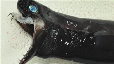 «القرش الأفعى» يحير العلماء في المحيط الهادئ