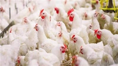 ننشر أسعار الدواجن في السوق المحلية اليوم 13 نوفمبر 