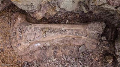 كان ياكل بشكل مختلف ..اكتشاف ديناصور من 