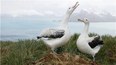 دراسة تكشف سبب ارتفاع معدلات «الطلاق» بين «طيور القطرس» 