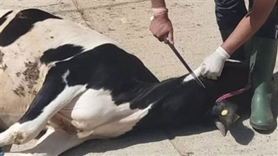 دار الإفتاء: لا يجب على المسلم ذبح شىء عند شراء سيارة إلا في حالة واحدة 