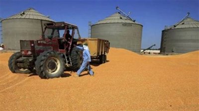 غدًا.. التموين تتابع الصوامع الحقلية ومخازن شركات الجملة في المنوفية