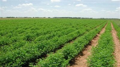 بالإنفوجراف | 