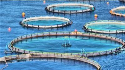 تعرف على ضوابط الحفاظ على موارد الثروة المائية وتنظيم المزارع السمكية