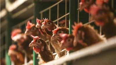 بلغاريا تعدم أكثر من 39 ألف دجاجة ..لهذا السبب 
