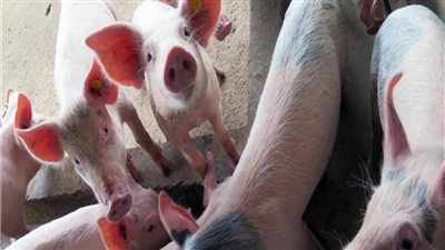 اكتشاف حمى الخنازير الأفريقية القاتلة شمال إيطاليا 