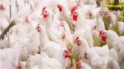 استقرار أسعار الدواجن البيضاء اليوم 17 يناير