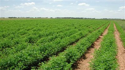 بالإنفوجراف | 