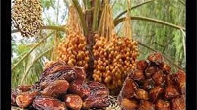 «التجارة والصناعة»: مصر الأولى عالميا في إنتاج التمور بنسبة تصل 18% 