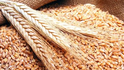 عاجل | حقيقة تراجع المساحة المنزرعة من القمح خلال العام الحالي 