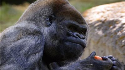 وفاة أكبر «غوريلا ذكر» في العالم عن عمر يناهز 61 عاما 