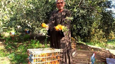 تفهنا العزب تكتسى بأشجار البرتقال : ياما أحلى ريحته بين الجناين  