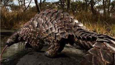 يتغذى على ٥.٥ مليون نملة سنوياً.. ما لا تعرفه عن «البنغول»