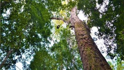 دراسة تكشف 9 آلاف نوع من الأشجار في غابات الأرض قد تنقرض قبل اكتشافها 