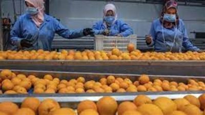 سفير مصر في موسكو يعلن حل أزمة صادرات البرتقال إلى روسيا