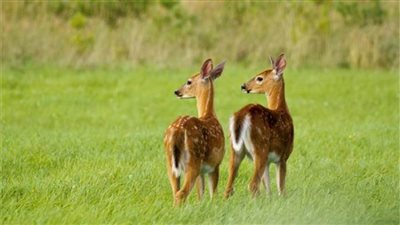 دراسة جديدة تكشف رصد متحور «أوميكرون» في الحيوانات البرية 