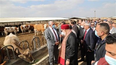 تسليم 200 رأس ماشية على صغار المربين في البحيرة (صور)