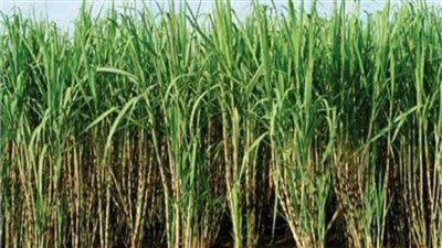 التموين: توريدات قصب السكر تقترب من 5 ملايين طن 