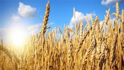عاجل | حقيقة تعقيد إجراءات توريد محصول القمح من المزارعين