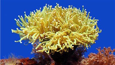 علماء يكتشفون وجود صلة وراثية غريبة بين البشر وشقائق النعمان