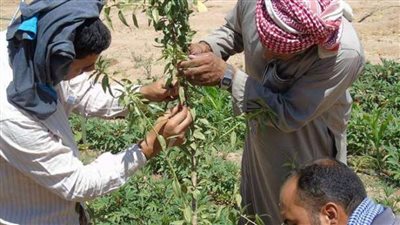 «تغير المناخ» يوضح سبل علاج ظاهرة تساقط أزهار المحاصيل بسبب تقلبات الطقس