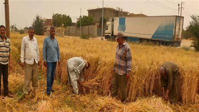 وزير الزراعة يتابع حصاد القمح في بعض محافظات الجمهورية (صور)