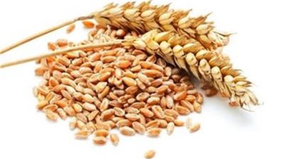 تراجع أسعار القمح عالميًا خلال تعاملات الخميس 21 أبريل