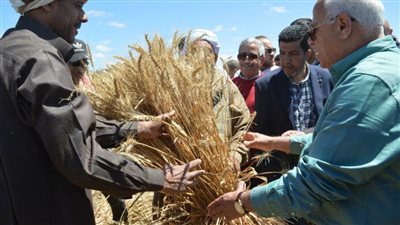 محافظ بورسعيد يشهد موسم حصاد القمح بمنطقة سهل الطينة