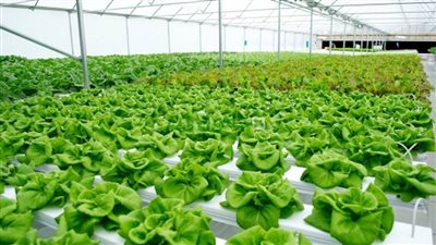 بالإنفوجراف | 