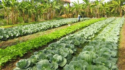 بالإنفوجراف | جهود مكثفة لمديريات الزراعة والطب البيطري على مستوى الجمهورية في أسبوع 