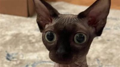 عروسة ببوس.. ياسمين عبد العزيز تكشف عن صورة زوجة قطها الأغلى فى العالم