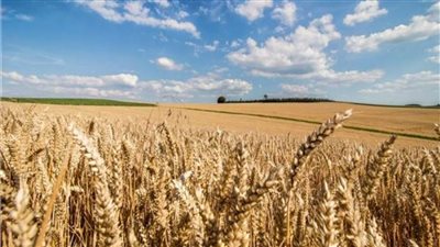 ارتفاع أسعار القمح عالميا.. والتموين تواصل استلام المحصول المحلي 