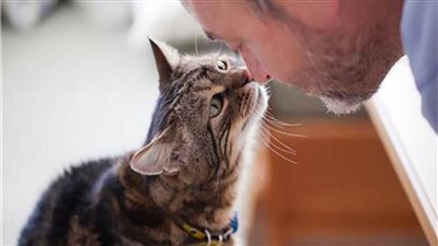 دراسة.. القطط قد تصيب الرجال بمرض خطير 