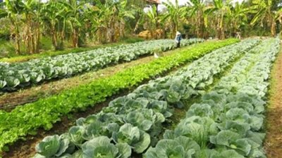 بالإنفوجراف | 