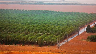 المملكة الأولى عالمياً في تصدير التمور لعام 2021 بقيمة تجاوزت مليار ريال 