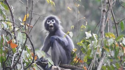 ارتفاع إصابات جدري القرود بالبرتغال لـ138 حالة