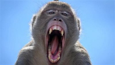 بعد ارتفاع حالات جدري القرود.. البرازيل تطالب مواطنيها بارتداء الكمامة