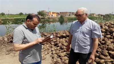 الزراعة تتابع توريد محصول البنجر لمصانع السكر في كفر الشيخ