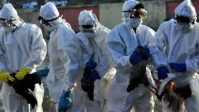 غينيا تبلغ عن تفشى سلالة شديدة العدوى لإنفلونزا الطيور غرب البلاد