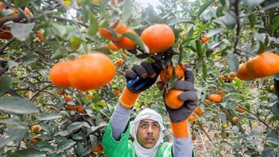وزارة الزراعة: مصر الأولى عالمياً في إنتاج الموالح