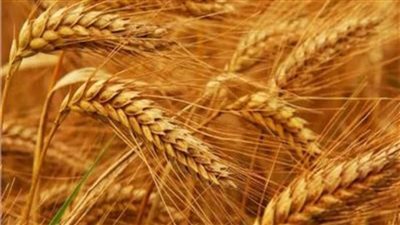 استقرار أسعار الذهب بمستهل تعاملات الأحد 26 يونيو