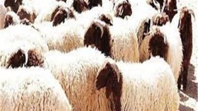 «التموين» تعلن عن أماكن بيع خراف الأضاحي