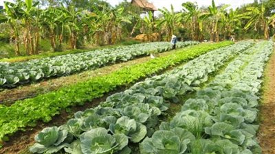 بالانفوجراف | 