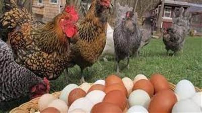 تراجع سعر الدواجن 8 جنيهات بسبب عيد الأضحى