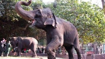 رئيس حدائق الحيوان: 42 ألف زائر في رابع أيام عيد الأضحى