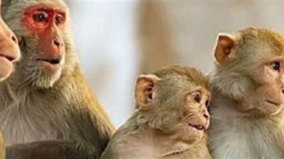 الصحة الفرنسية تعلن إصابة ما يقرب من 1700 شخص بجدرى القرود فى البلاد