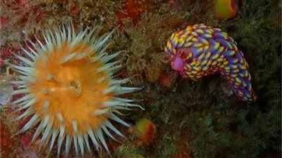 لأول مرة .. العثور على سبيكة بحرية نادرة بلون الجواهر في مياه المملكة المتحدة 